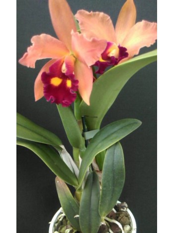 Катлея  (Cattleya) - PR3704